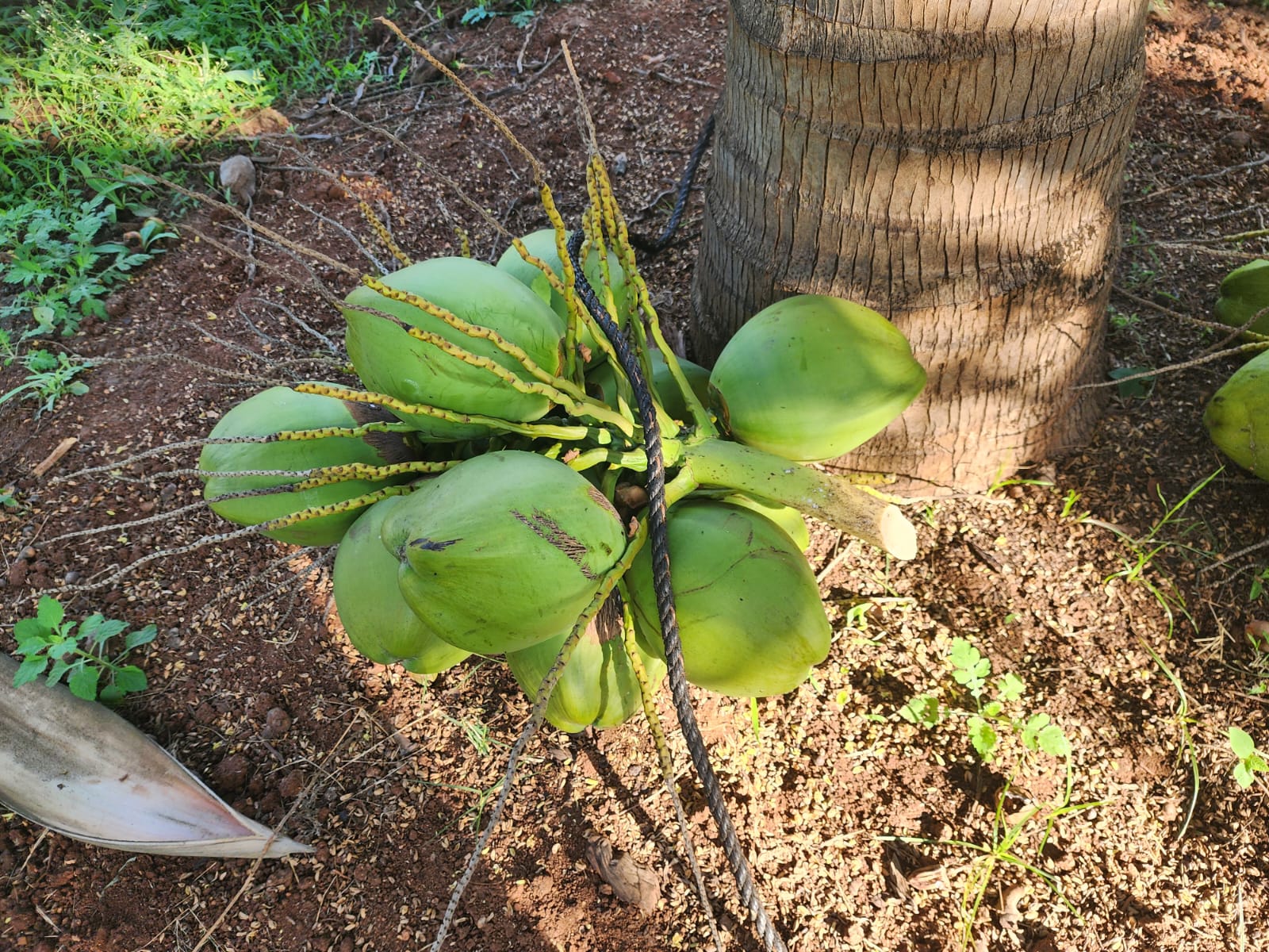 Fresh coconut harvesting